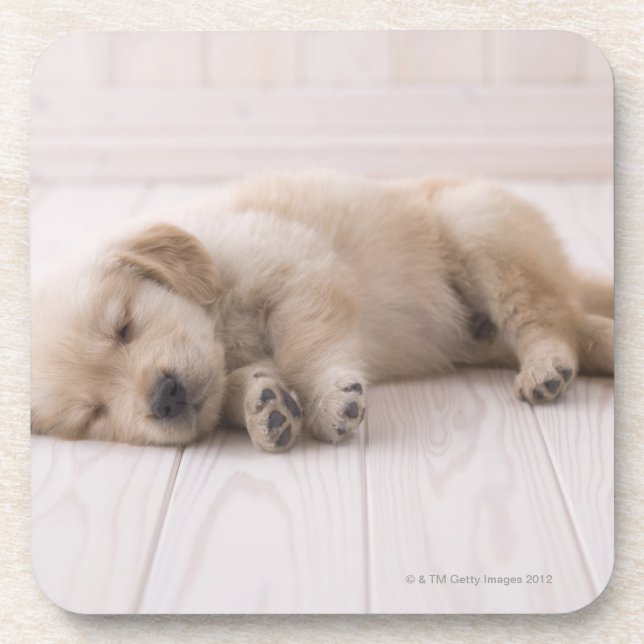 Golden Retriever Coaster (Front)