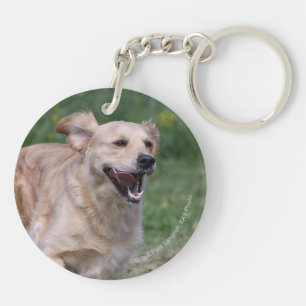 Golden retriever courant 1