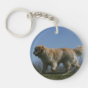 Golden retriever courant 3