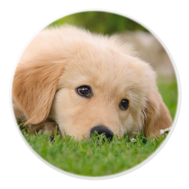 Golden Retriever Cute Puppy Dreaming - Decorative Ceramic Knob (Front)