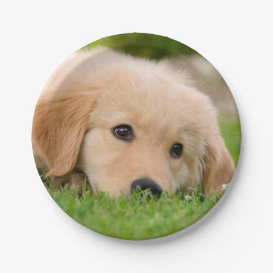 Golden Retriever Cute Puppy Dreaming, Happy Party Paper Plate