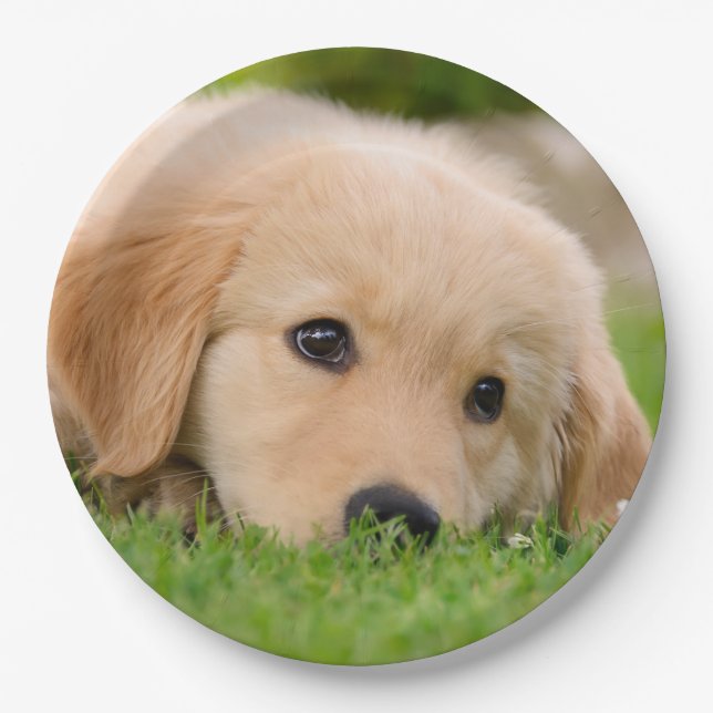 Golden Retriever Cute Puppy Dreaming, Party Paper Plate (Front)