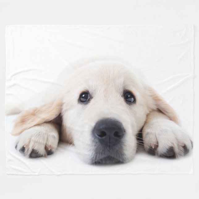 Golden retriever cute puppy lying down fleece blanket (Front (Horizontal))