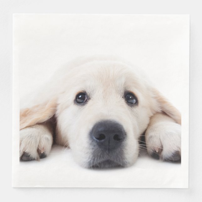 Golden retriever cute puppy lying down napkin (Front)
