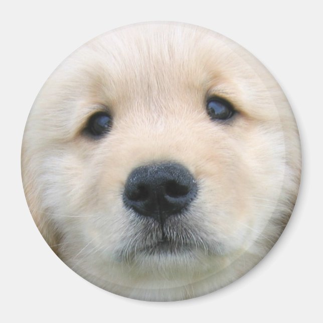 Golden Retriever Cute Puppy Magnet (Front)