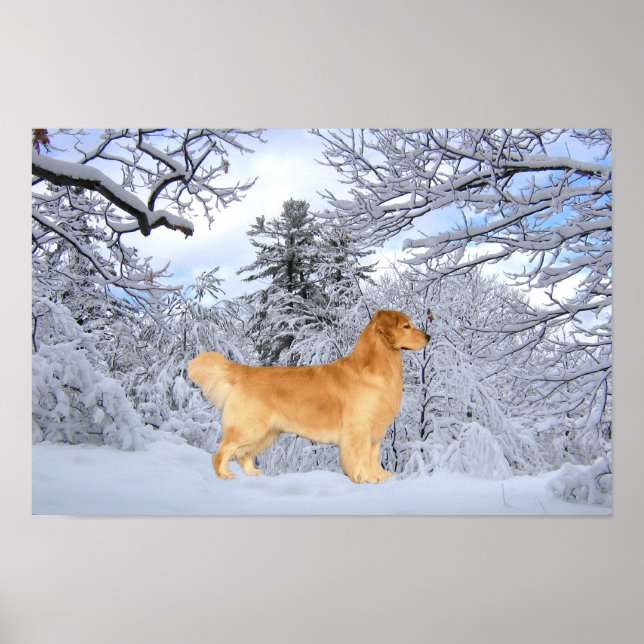 Golden Retriever Danny Boy Print (Front)