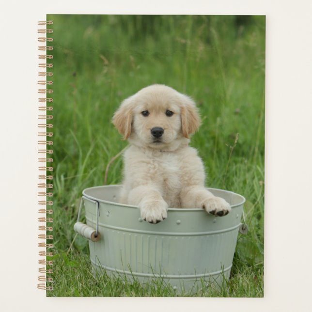 Golden Retriever Dans Le Bassin De Lavage (Devant)