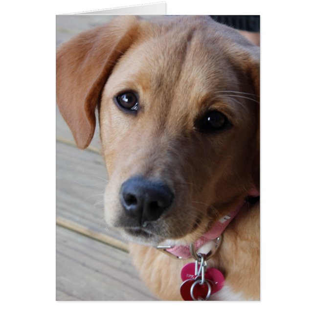 Golden Retriever Dog (Front)