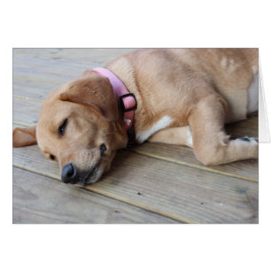 Golden Retriever Dog #3