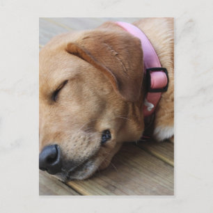 Golden Retriever Dog #4 Postcard