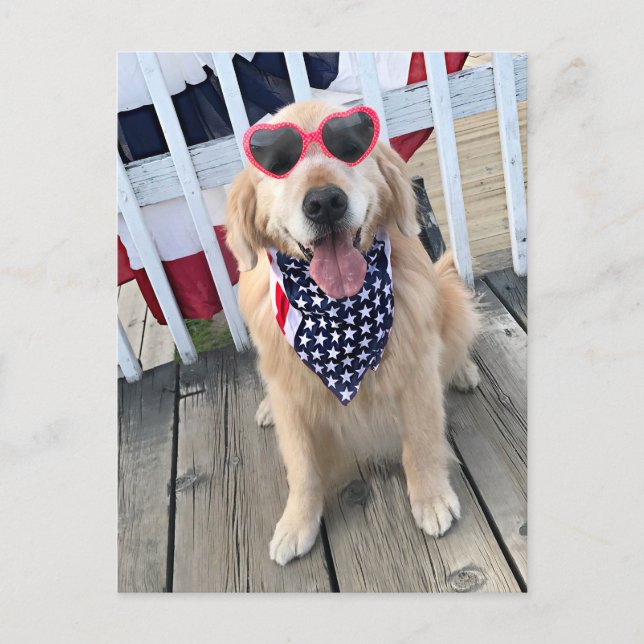 Golden Retriever Dog in Independence Day Glasses Postcard (Front)