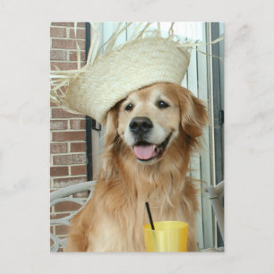 Golden Retriever Dog in Straw Hat Happy Summer Postcard