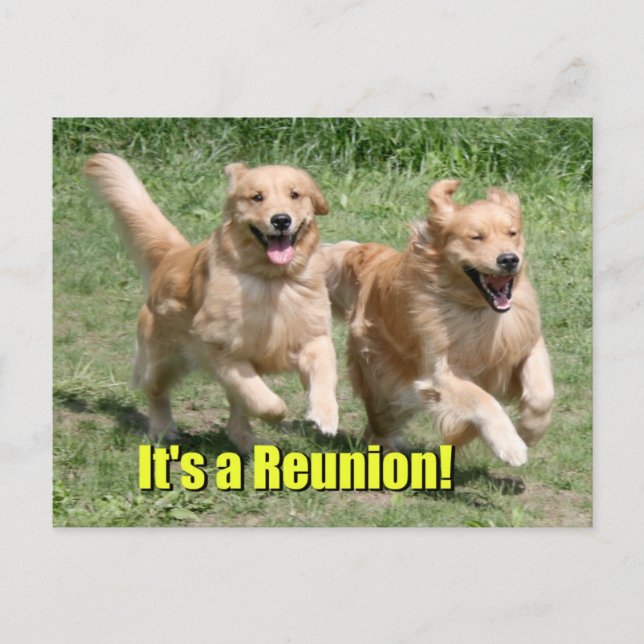 Golden Retriever Dog It's a Reunion Announcement Postcard (Front)
