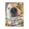 Golden Retriever Dog Motivational Meme