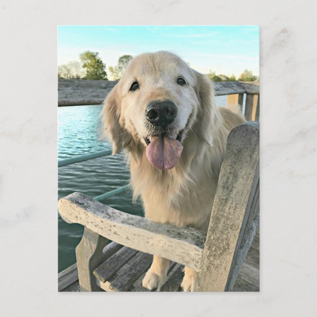 Golden Retriever Dog on a Dock Thinking of You Postcard (Front)