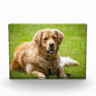 Golden Retriever Dog Photo Block