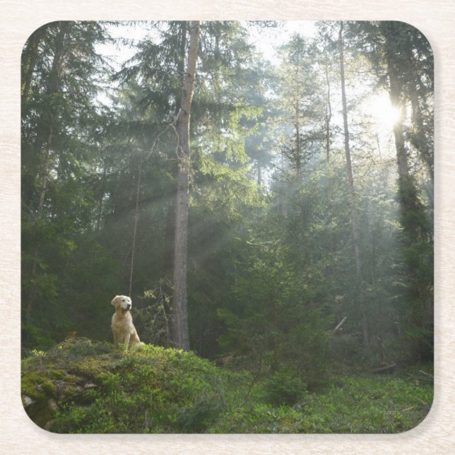Golden Retriever Dog | Pine Woodland Square Paper Coaster (Front)