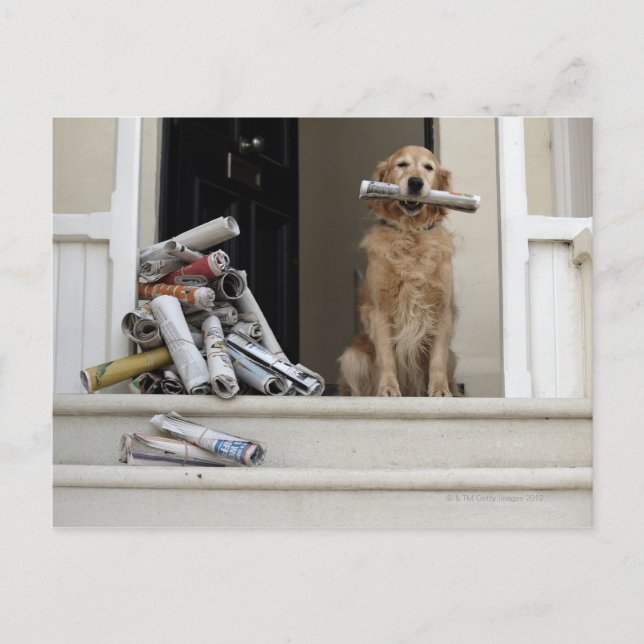 Golden retriever dog sitting at front door postcard (Front)