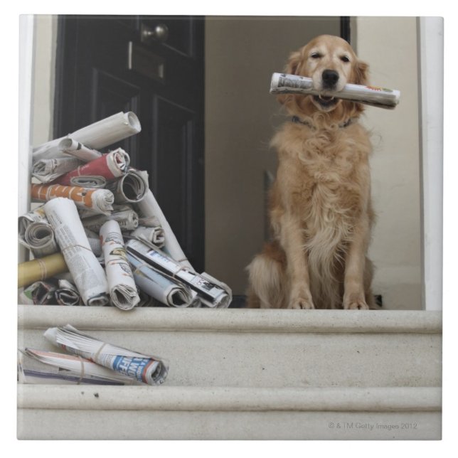 Golden retriever dog sitting at front door tile (Front)