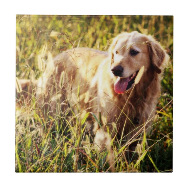 Golden Retriever Dog Tile (Front)