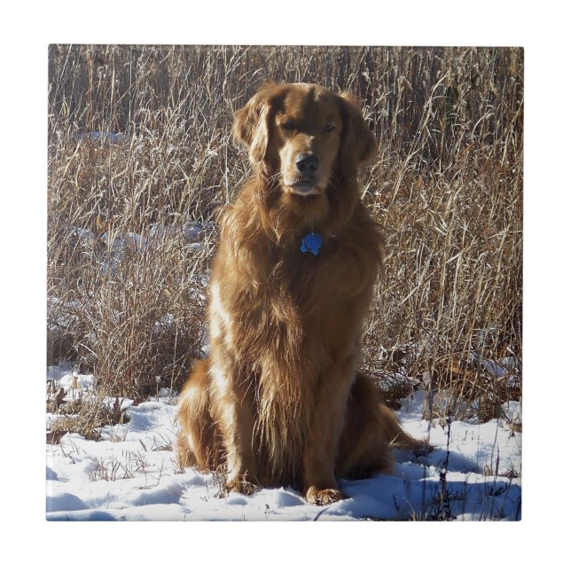 Golden Retriever Dog Tile (Front)