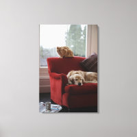 Golden retriever dog with ginger tabby cat