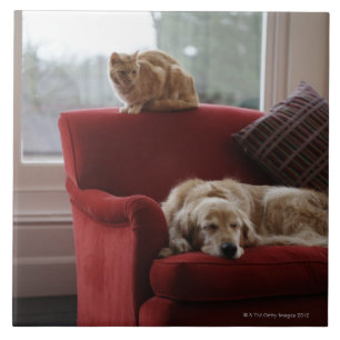 Golden retriever dog with ginger tabby cat tile