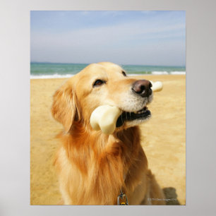 Golden Retriever eating bone Poster