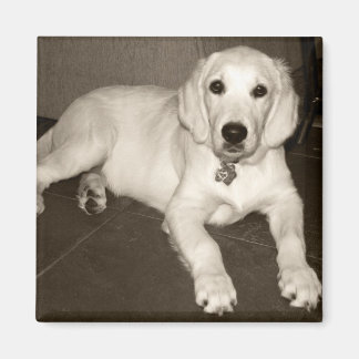 Golden Retriever (English Cream) Puppy - 14 weeks Magnet