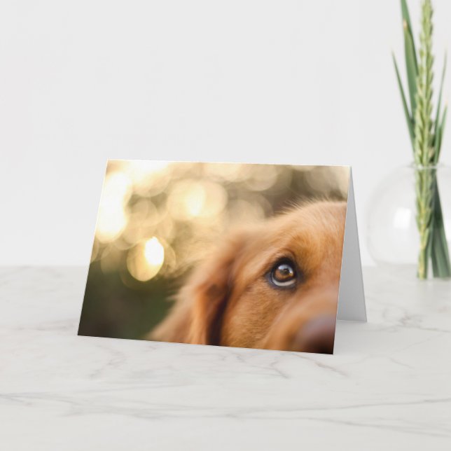 Golden Retriever Eye Closeup Card (Front)