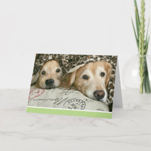 Golden Retriever Feeling Sick Get Well Card