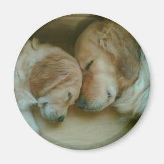 Golden Retriever Fridge Magnet