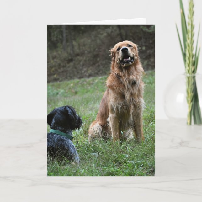 Golden Retriever & German Wirehaired Pointer Card (Front)