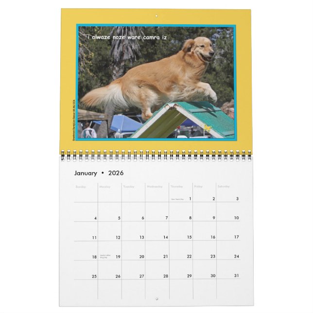 Golden Retriever "Goldens Rule" Calendrier de 12 m (Jan 2026)