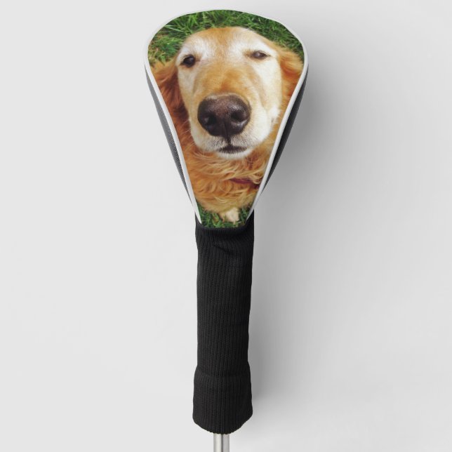 Golden Retriever Golf Head Cover (Front)
