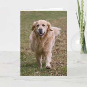 Golden Retriever Greeting Card