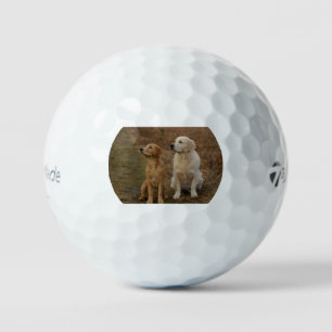 golden-retriever-group golf balls