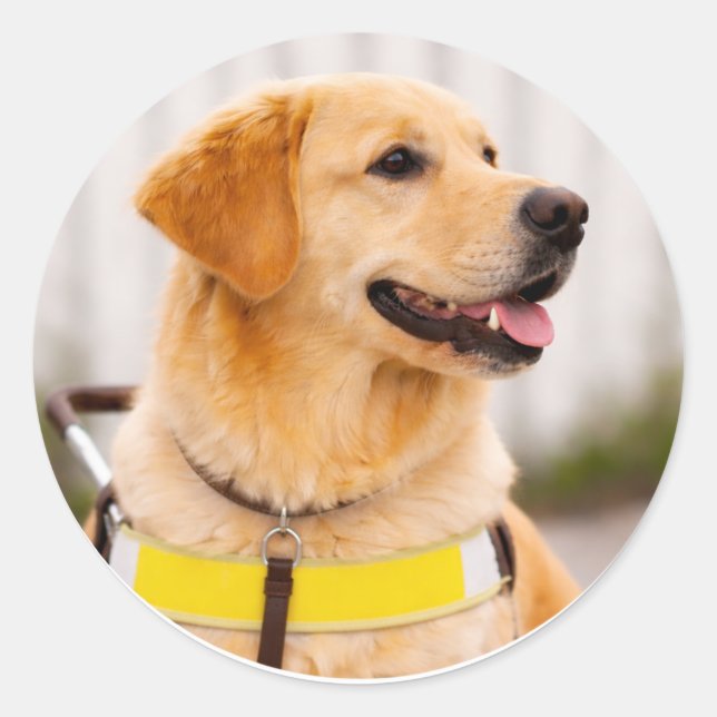 Golden Retriever Guide Dog Right Profile Classic Round Sticker (Front)