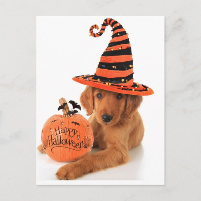 Golden Retriever Halloween Design Postcard (Front)