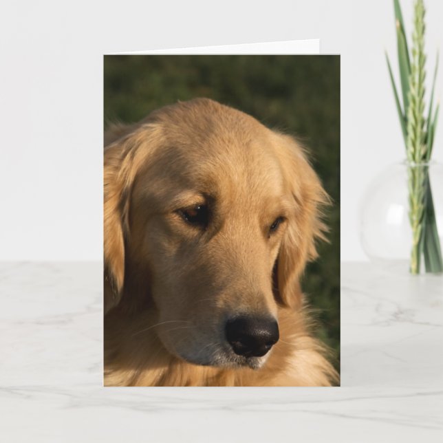 Golden Retriever Head Shot Note Cards (Front)