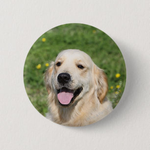 Golden Retriever Headshot 1 2 Inch Round Button