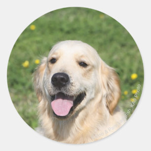 Golden Retriever Headshot 1 Classic Round Sticker