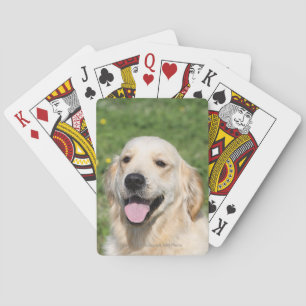 Golden Retriever Headshot 1 Playing Cards