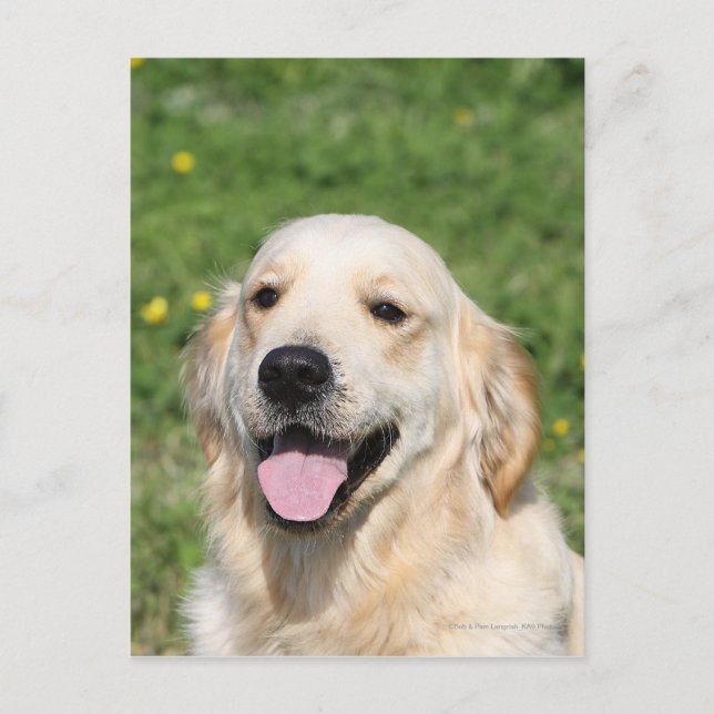 Golden Retriever Headshot 1 Postcard (Front)