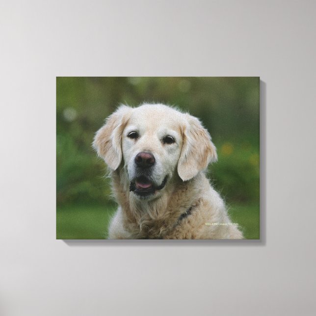 Golden Retriever Headshot 2 Canvas Print (Front)