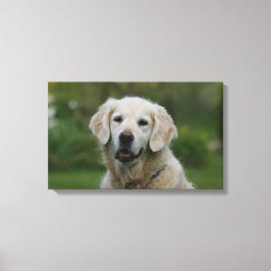 Golden Retriever Headshot 2 Canvas Print