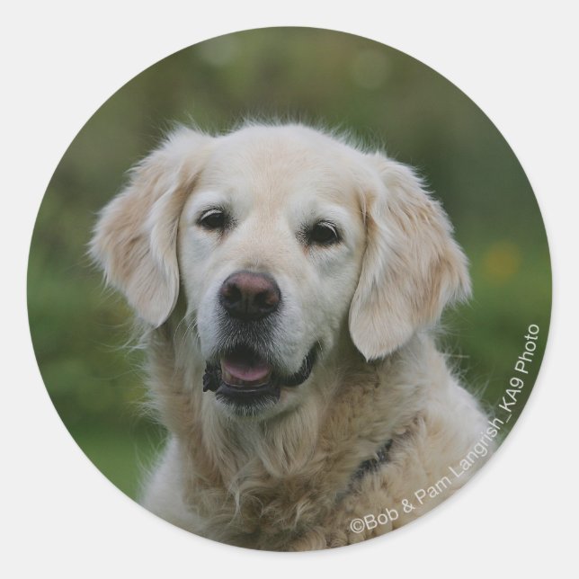 Golden Retriever Headshot 2 Classic Round Sticker (Front)