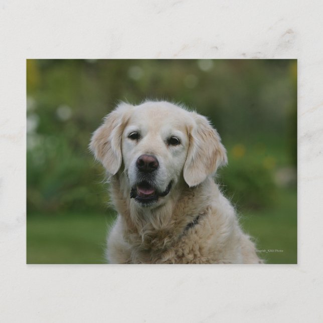 Golden Retriever Headshot 2 Postcard (Front)