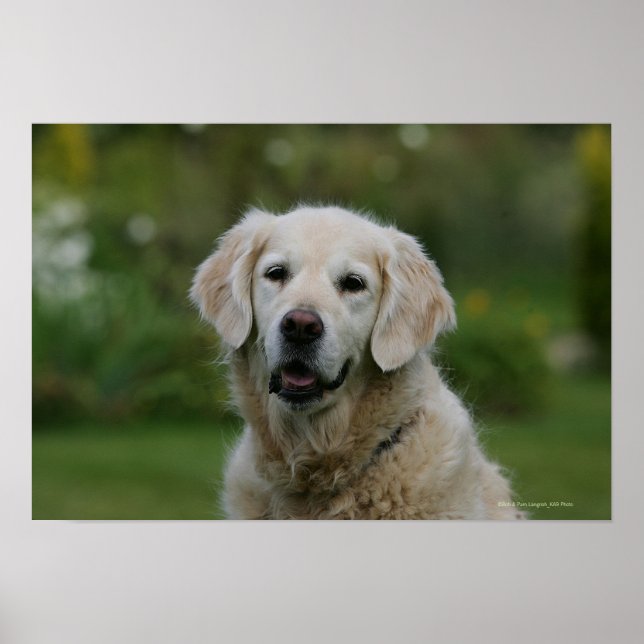 Golden Retriever Headshot 2 Poster (Front)