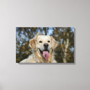 Golden Retriever Headshot 3 Canvas Print
